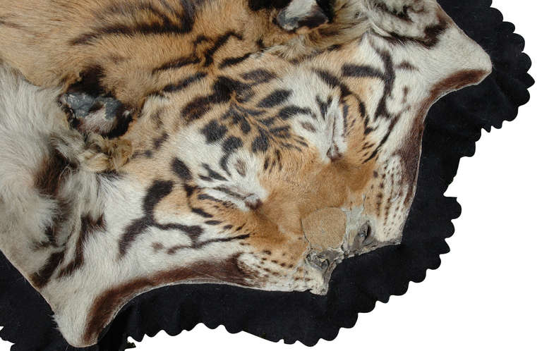 Indian Flat Head Tiger Rug (Panthera Tigris) by Van Ingen & Van Ingen of Mysore