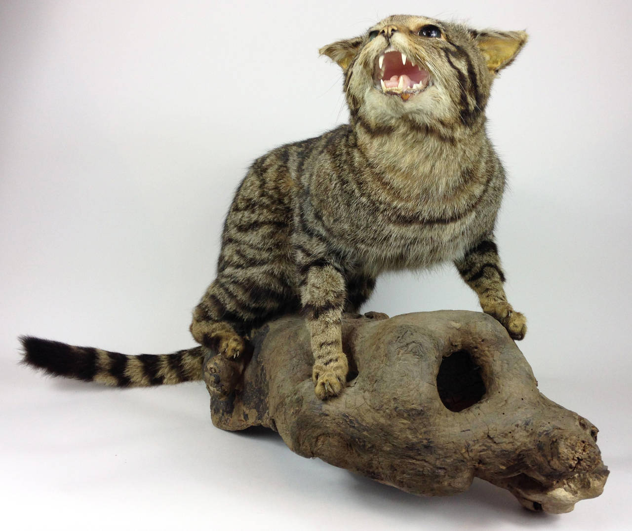 A wonderful example of a Scottish Wildcat (Felis silvestris silvestris). 

A very rare specimen in wonderful condition with no apparent loss or damage. Similar to the household cat in appearance but a significantly larger, more muscular