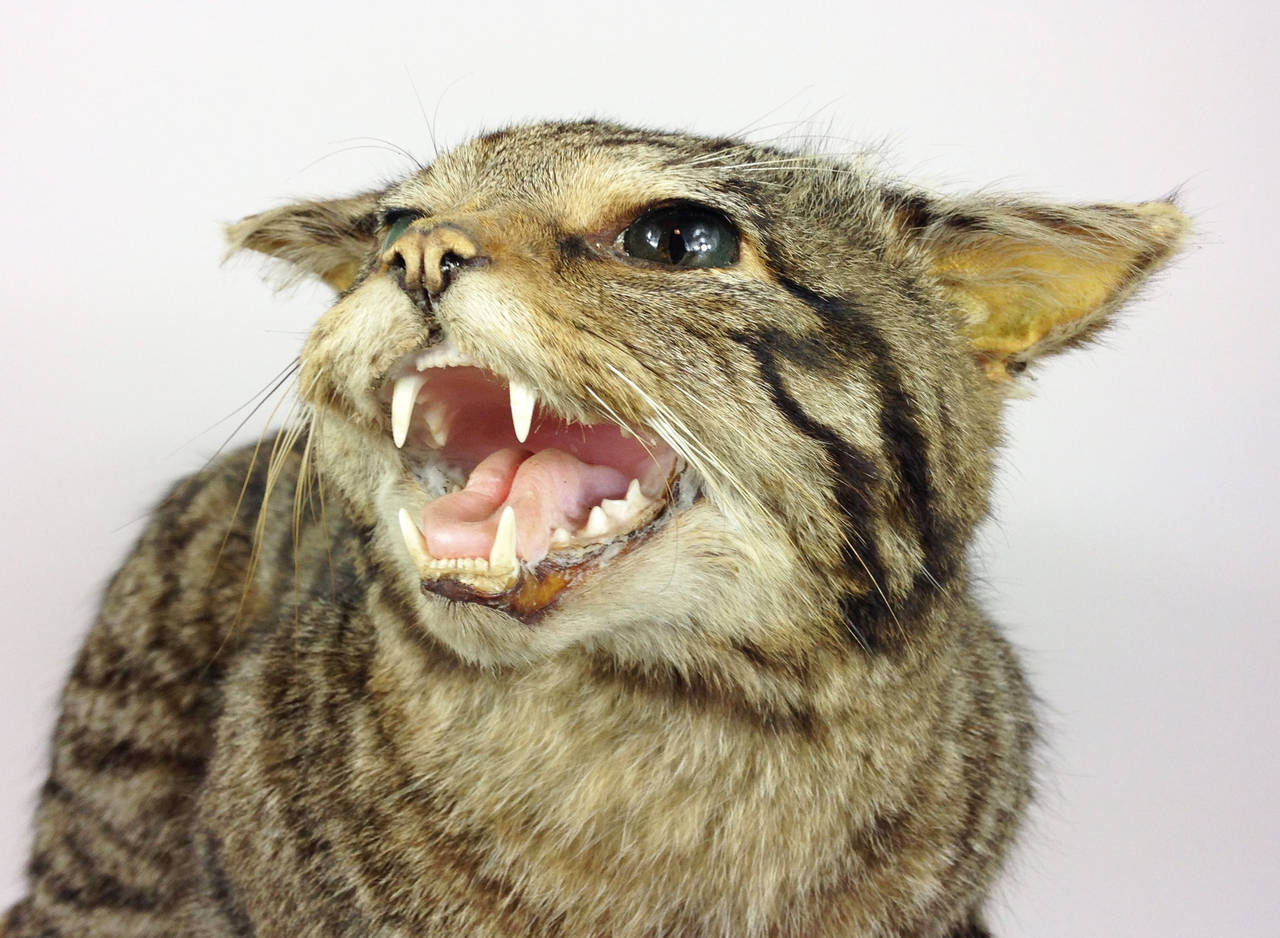 taxidermy wildcat