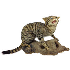 Extremely Rare Scottish Wildcat Taxidermy Mount