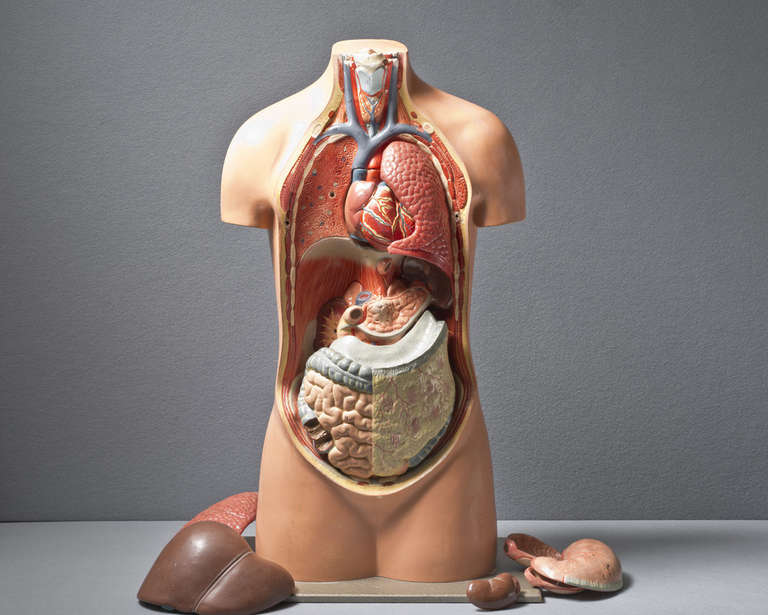 A medical anatomical torso table model, circa 1950, by Stopler of Germany.

The painted plaster torso with a detachable front revealing a variety of colorful plastic human organs on steel screws: Stomach (two halves), heart (two halves), two