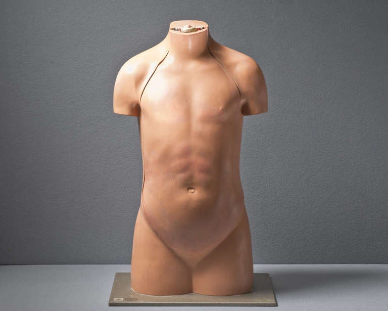 Mid-20th Century German Plaster Anatomical Torso Model, circa 1950 For Sale
