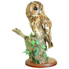 Mounted Tawny Owl on Naturalistic Base