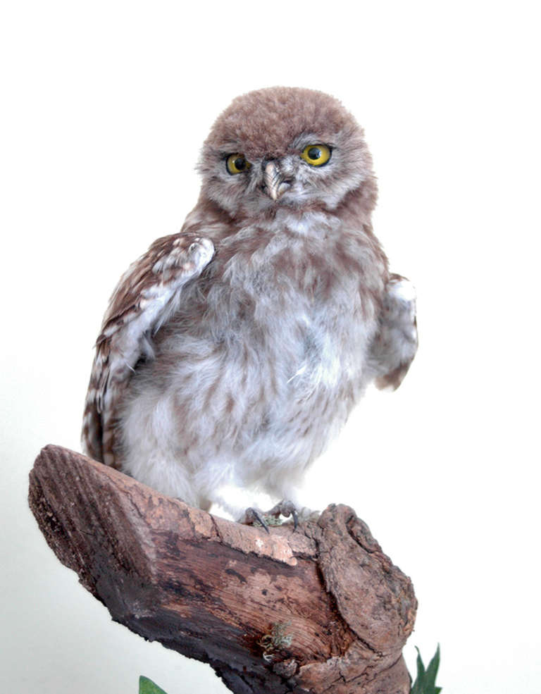 An extremely fine example of a Little Owl (Athene Noctua) on a naturalistic base. 

This specimen was mounted in the early 1980's and I have an A10 certificate in my name. This certificate will be returned to the AHVLA upon sale however a copy