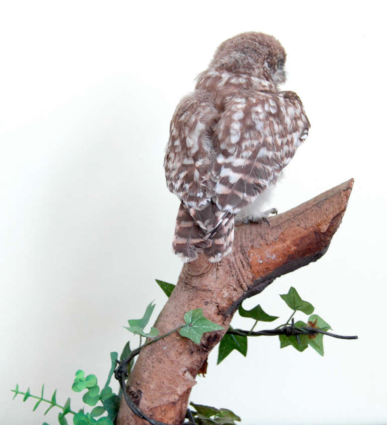 English Little Owl on a Naturalistic Base