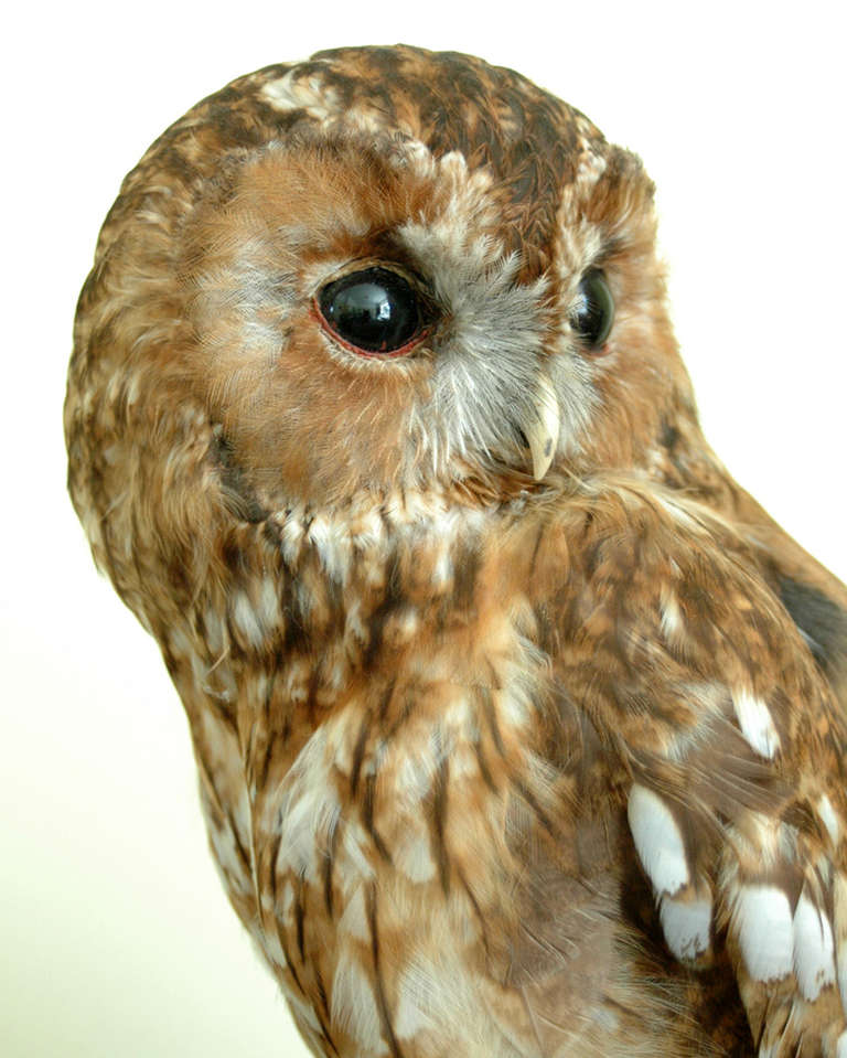 An extremely fine example of a Tawny Owl (Strix Aluco) on a naturalistic base. This specimen was acquired by me from a retired wildlife artist.

This specimen was mounted in the early 1980s and I have an A10 certificate in my name. This