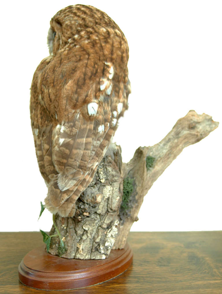 English Mounted Tawny Owl on Naturalistic Base