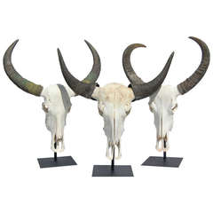 Group of Three Mounted Water Buffalo Skulls with Horns