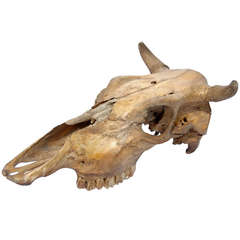 Early 20th Century Cow Skull