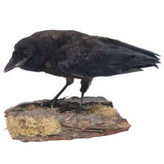 Fine Taxidermy Female Crow (Corvus) Mount on Naturalistic Base