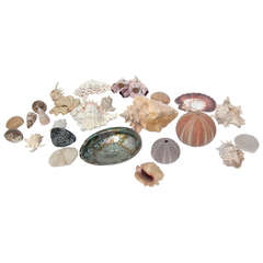 Decorative Collection of Sea Shells