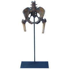 Early 19th Century Skeleton Display on Custom Metal Stand