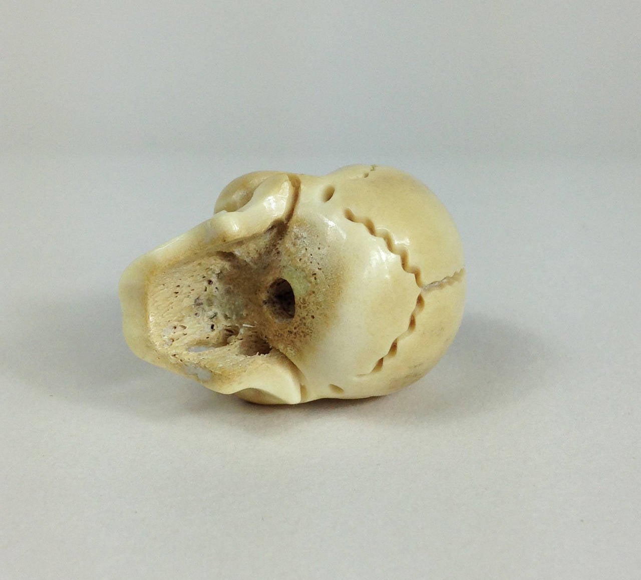human skull mount