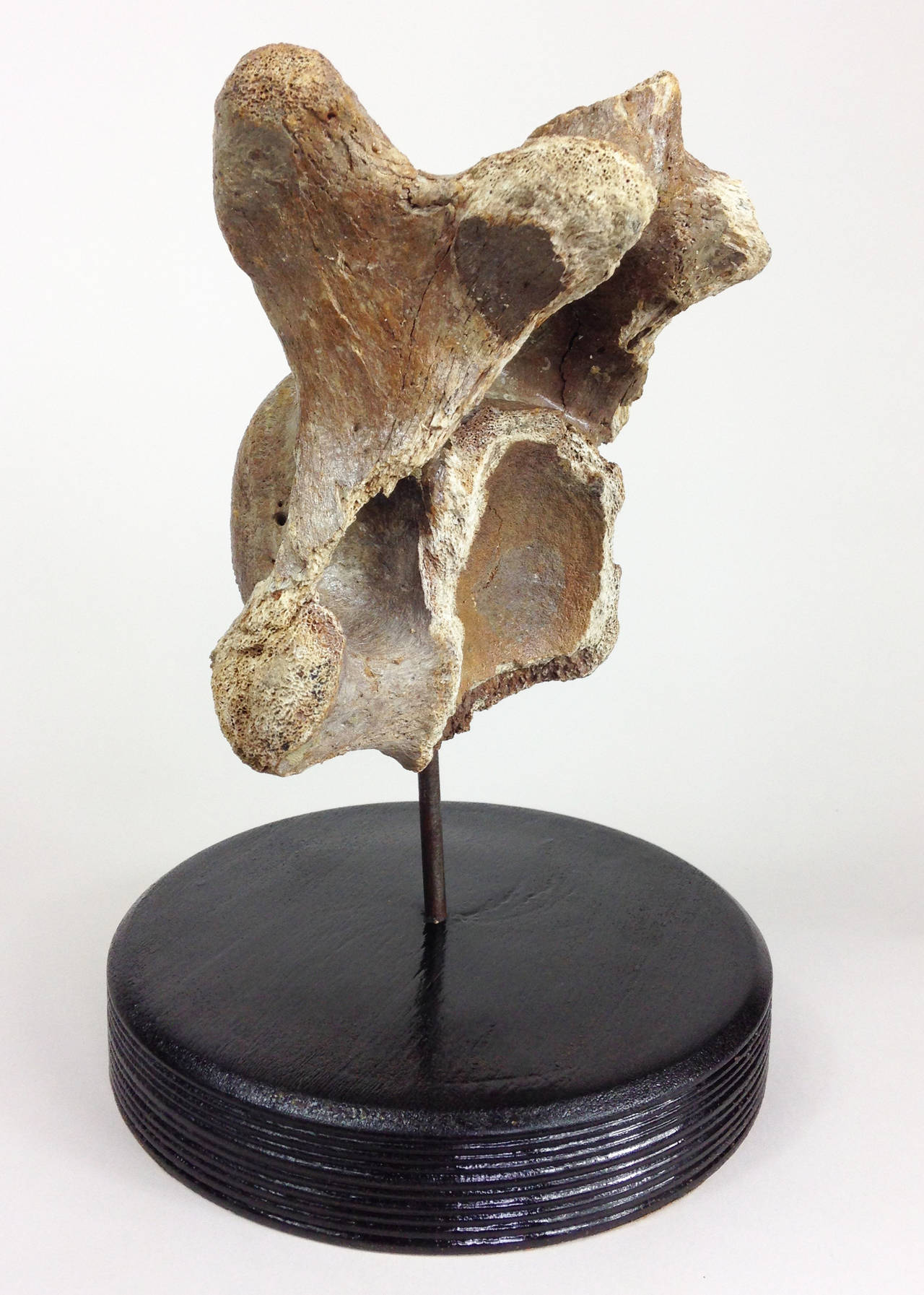 A good example of a woolly rhinoceros (Coelodonta Antiquitatis) vertebra mounted on a turned wooden base.

These enormous creatures lived during the Pleistocene period-2,600,000 to 15,000 years ago and could grow up to 12 feet in length with a 3