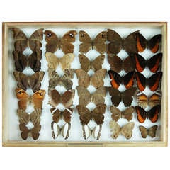 Vintage 20th Century Collection of Butterflies & Moths