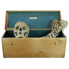 Antique Half Skeleton in a Box by Millikin & Lawley