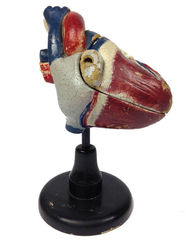 Early Anatomical Model of the Human Heart