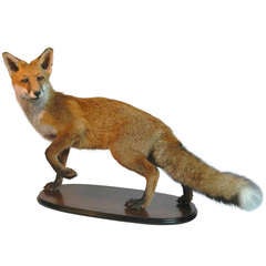 Full British Red Fox (Vulpes) Taxidermy Mount