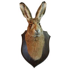 British Buck Hare (Lepus) Head Mount