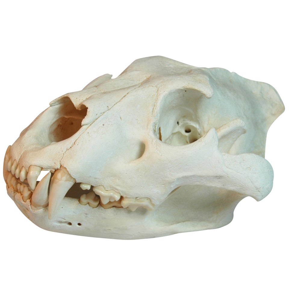 Complete African Lioness (Panthera Leo) Skull