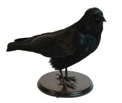 British Carrion Crow (Corvus Corone) Taxidermy Mount