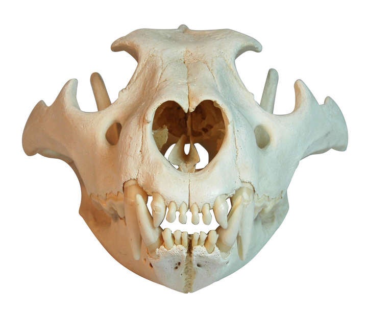 lioness skull