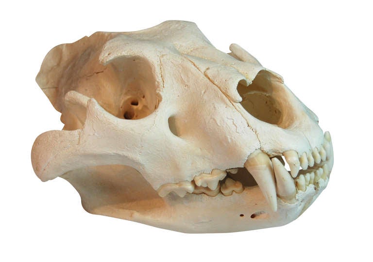 An extremely fine and rare example of a (captive) African Lioness (Panthera Leo) skull.
