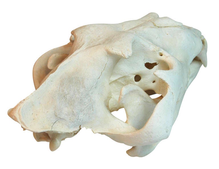 panthera leo skull