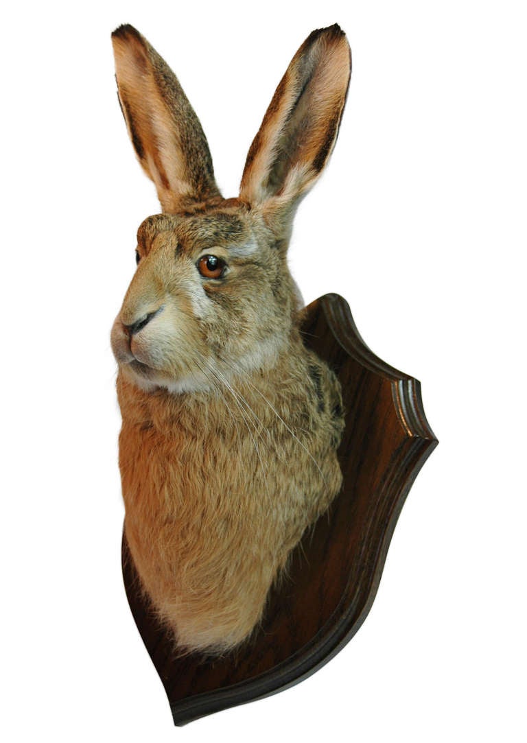 British Buck Hare (Lepus) Head Mount
