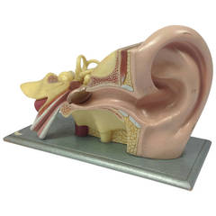 Rare Anatomical Model of the Human Ear by Gerrard & Co