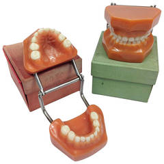 Pair of Boxed Mid 20th Century Dental Educational Models
