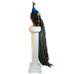 Indian Blue Peacock (Pavo Cristatus) On Pillar