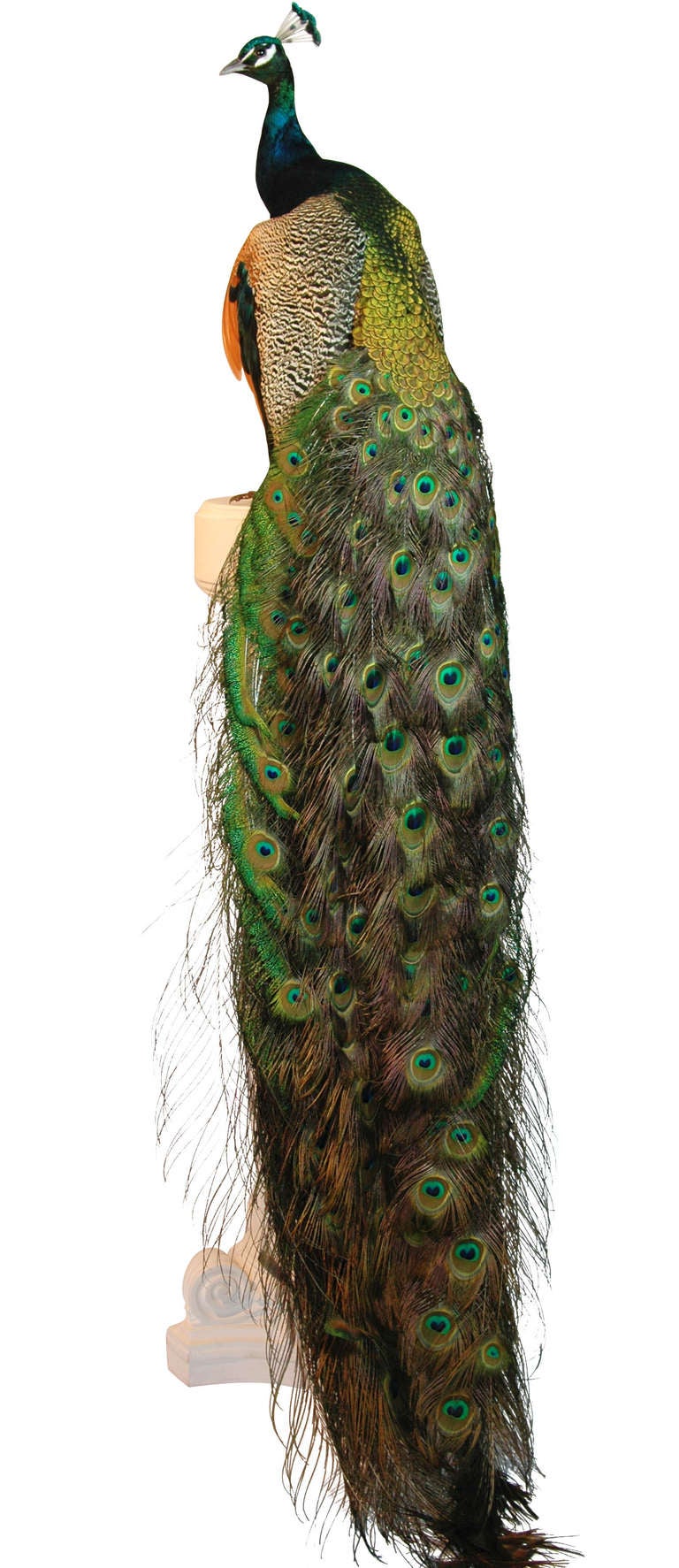 A stunning example of an Indian Blue Peacock (Pavo Cristatus) taxidermy mount.

This rare mount is in exceptional condition and is fixed to a purpose built plaster and wood pillar. 
Very fine with no damage, moth or loss. This example was bred in