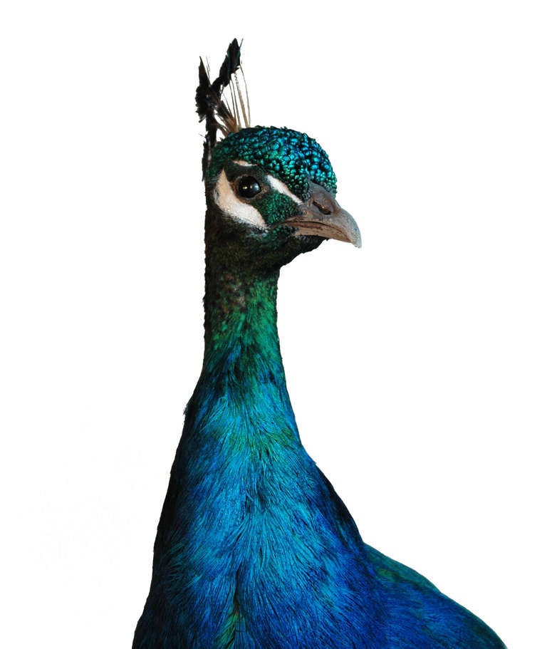 peacock column