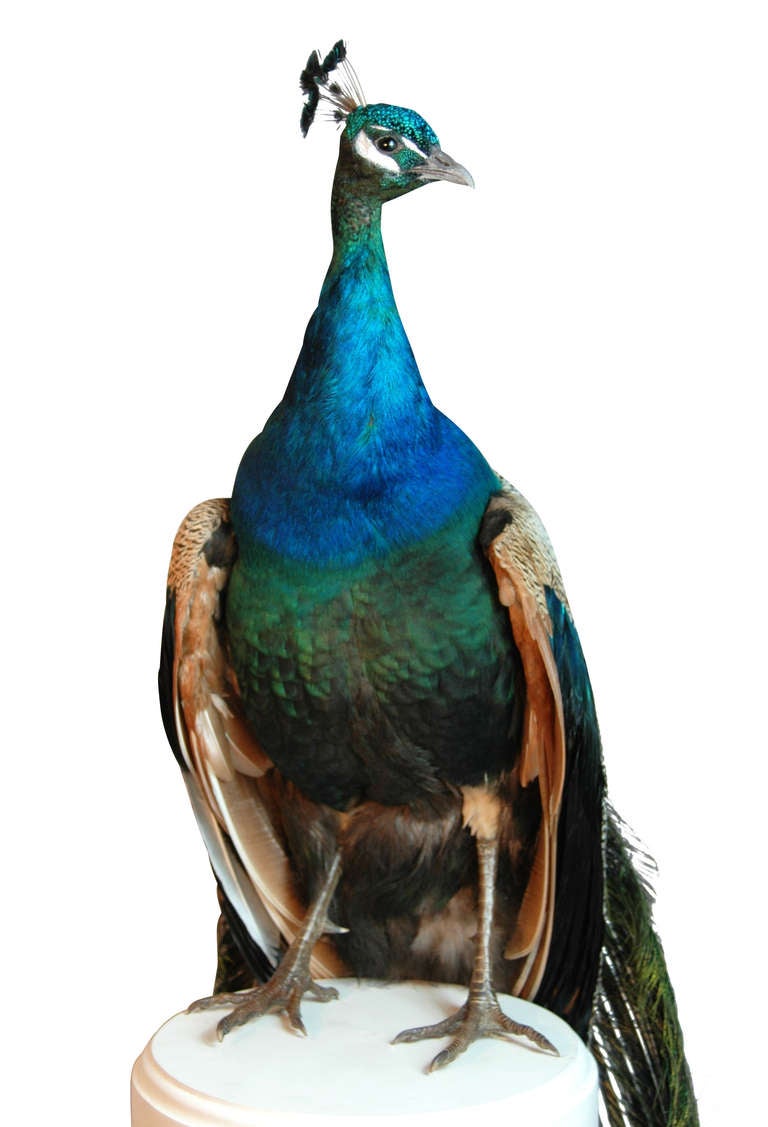 a peacock is sitting on the top of a pillar