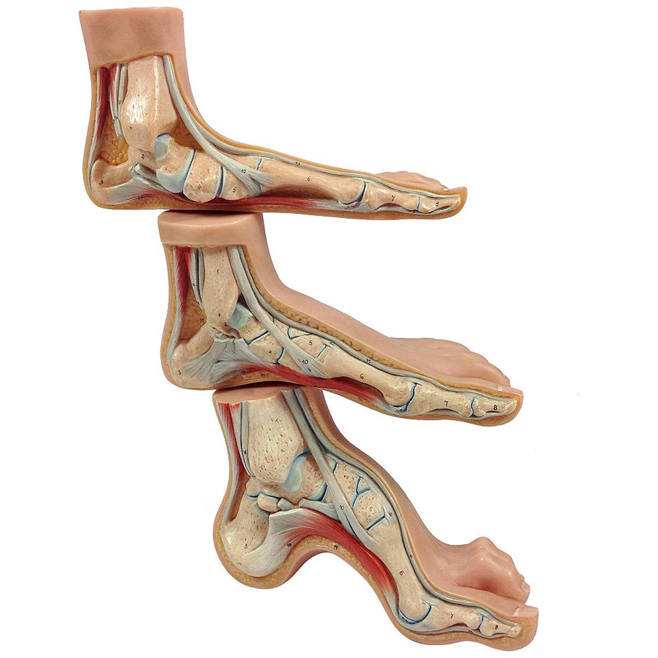 Group of Three Anatomical Model Human Feet at 1stdibs