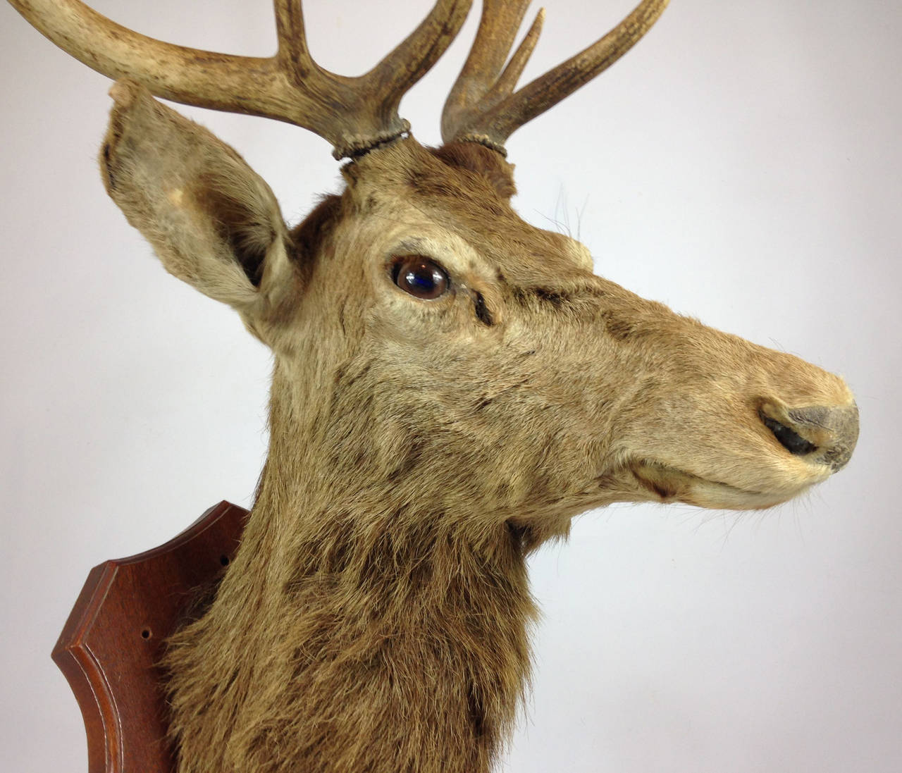 20th Century A Very Fine Red Deer Stag Taxidermy Mount