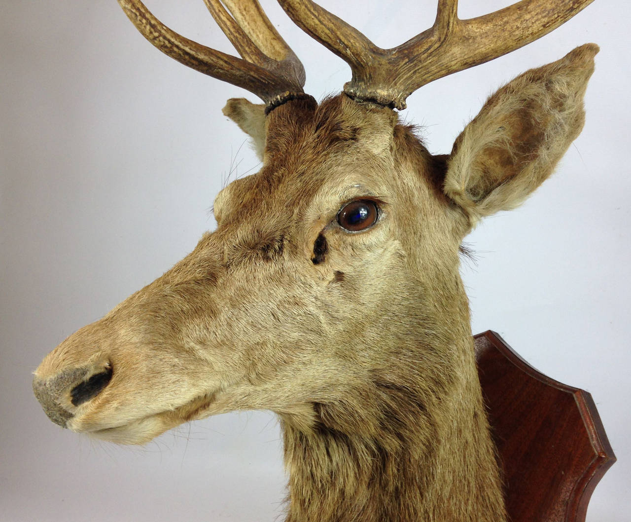 A Very Fine Red Deer Stag Taxidermy Mount In Good Condition In Glamis, Angus