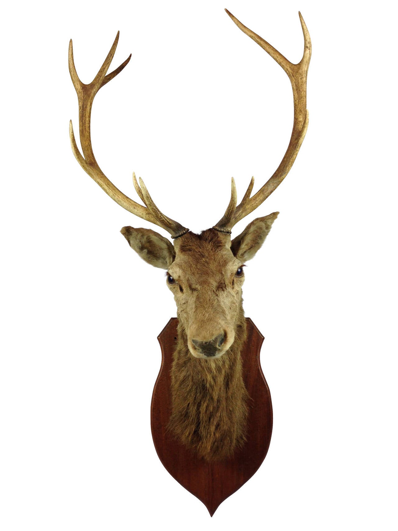 British A Very Fine Red Deer Stag Taxidermy Mount