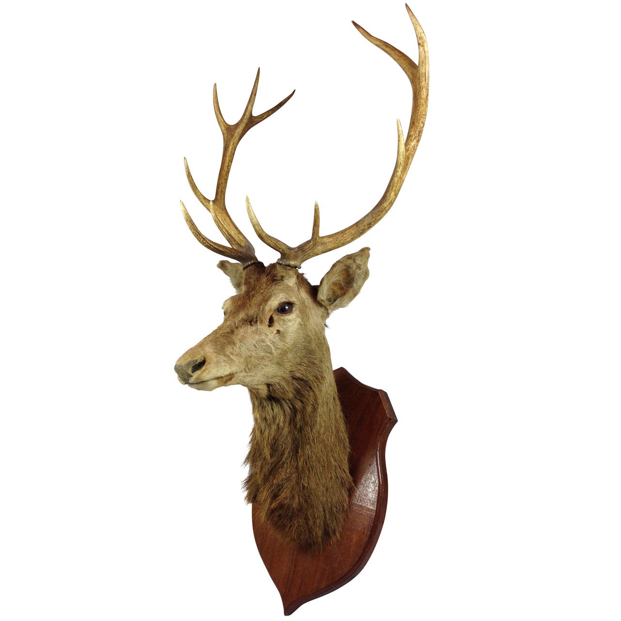 A Very Fine Red Deer Stag Taxidermy Mount