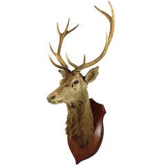 A Very Fine Red Deer Stag Taxidermy Mount