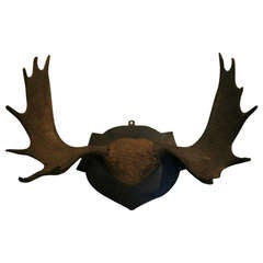 Antique Mysterious 19th Century Moose Antlers