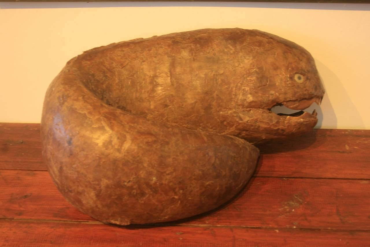 Fascinating looking 19th c. wax taxidermy Moray Eel. It looks like a sculpture made of a real animal.  The eye is wonderful and the dark brown color shows the age and adds to the strong mystery of the piece. If you collect curiosities this is one of