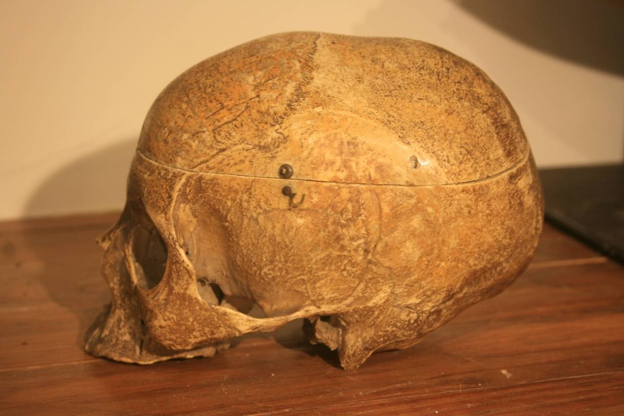 19th c. medical school human skull. Beautiful and rich patina from years of handling. Signed on the inside by students from 1902 to 1950. One early signature says,