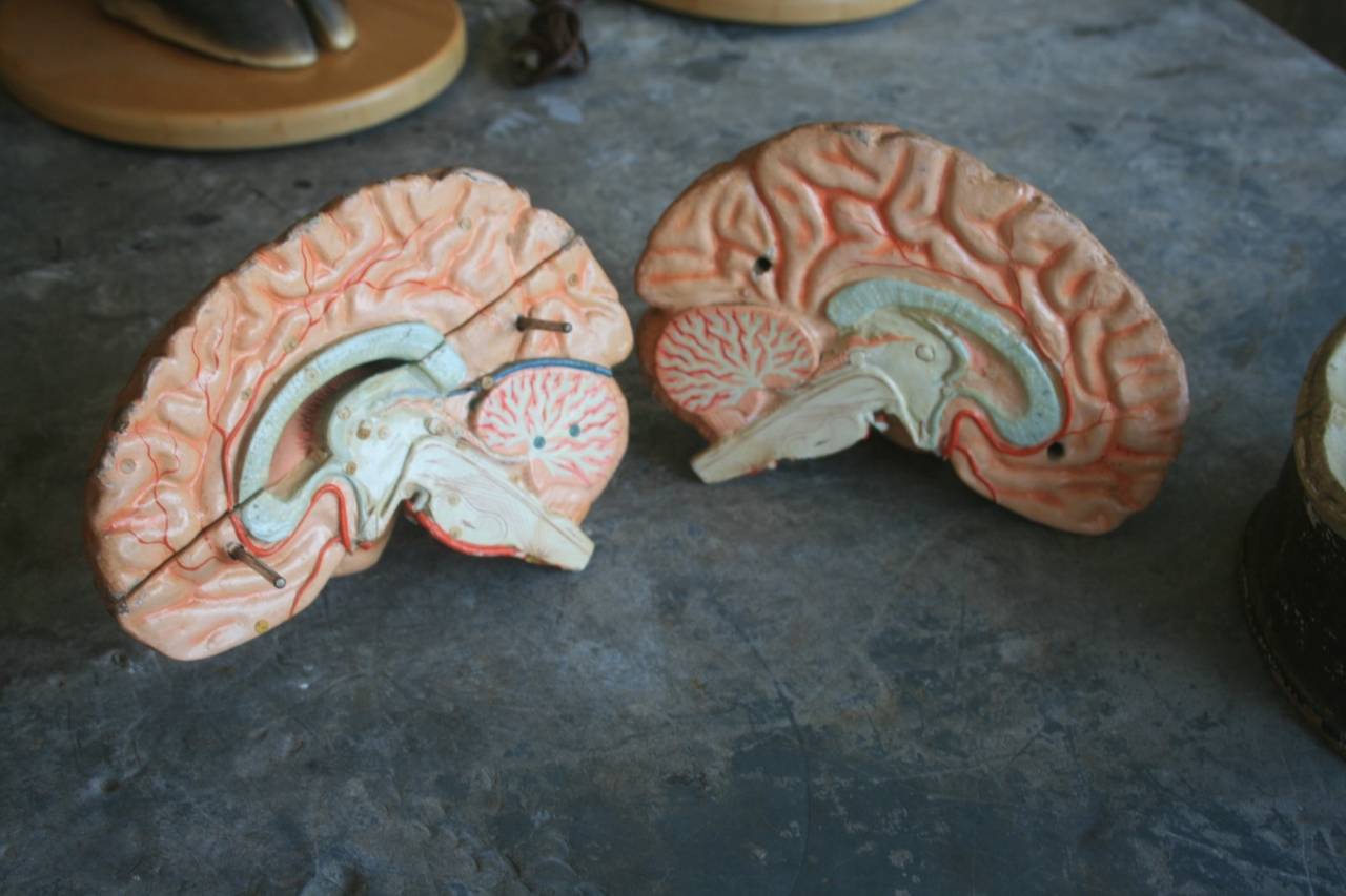 19th Century Dr. Auzoux Papier Mâché Brain For Sale at 1stdibs
