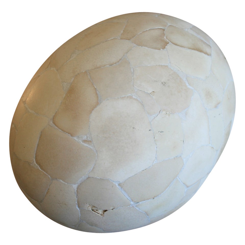 Fascinating Elephant Bird Egg from Madagascar