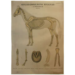Beautiful Swedish Horse Anatomical Chart