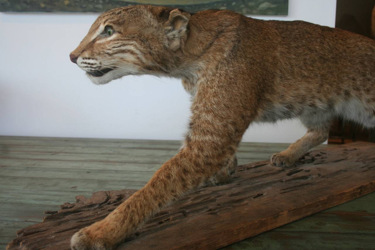 North American Bobcat Taxidermy, circa 1930 In Excellent Condition In North Beninngton, VT