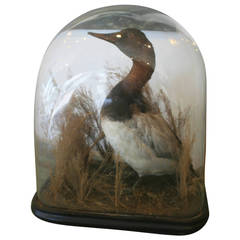19th Century Taxidermy Duck in Glass Case