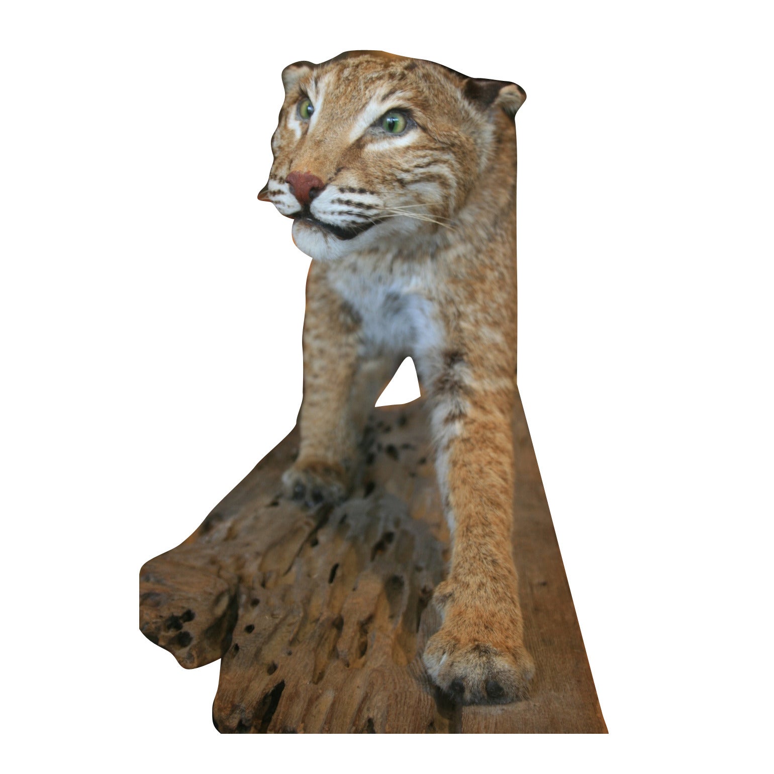 North American Bobcat Taxidermy, circa 1930